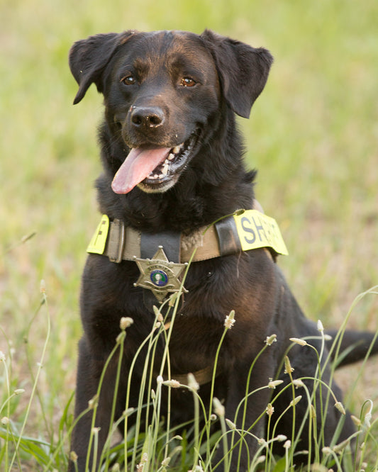 K9 Reefer ~ Chelan County Sheriff's Office (Wenatchee, WA)